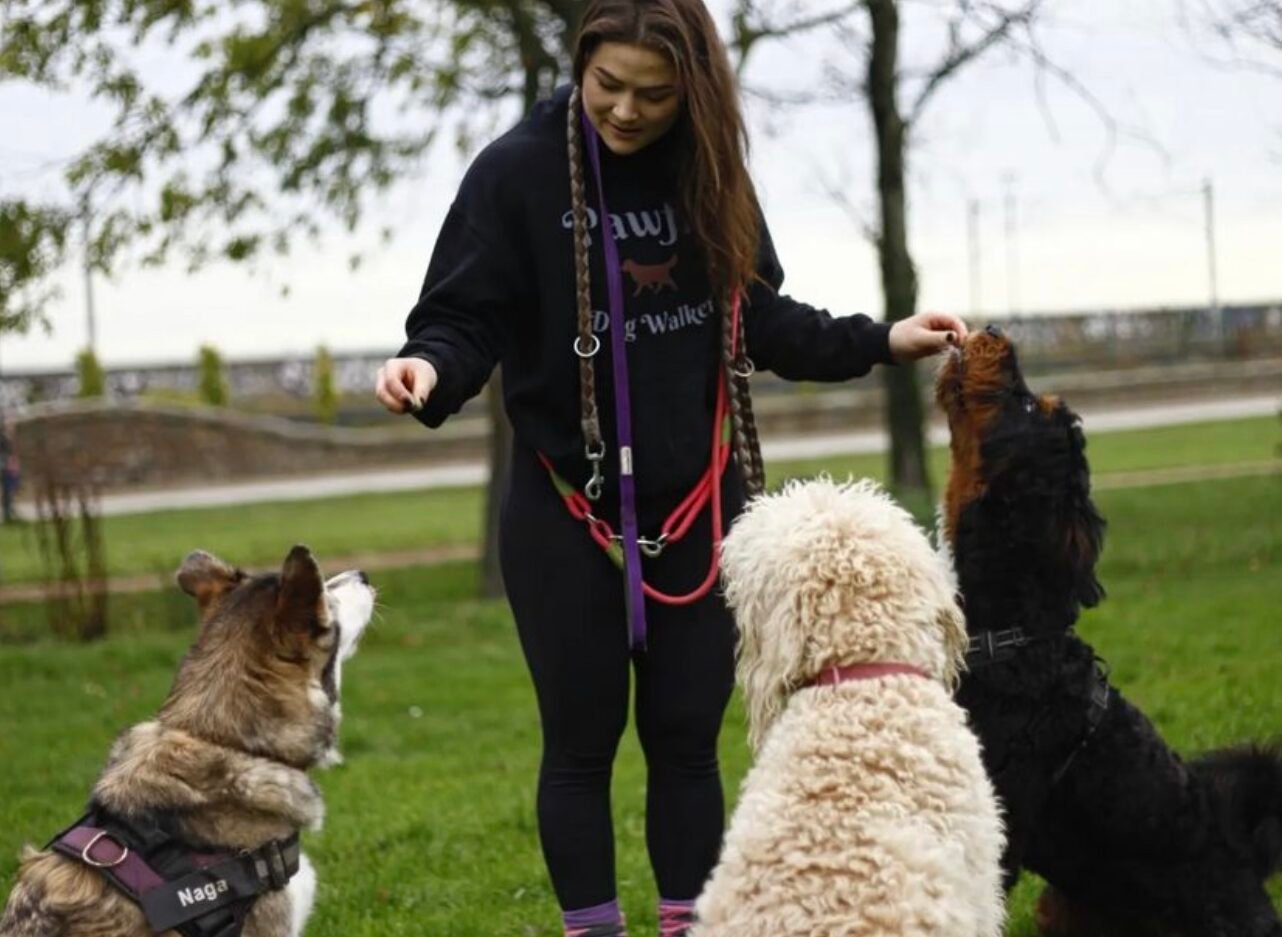 Dog trainer giving bernedoodle, labradoodle and husky treats as reward for behaving well in sit command