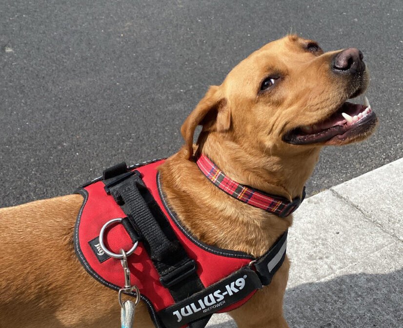 Labrador walking in heel