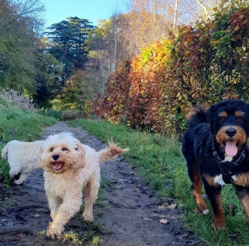Bernedoodle, cavapoo and cavachon running towards the camera to a dog trainer in Dublin while out on a dog walk off lead recalling