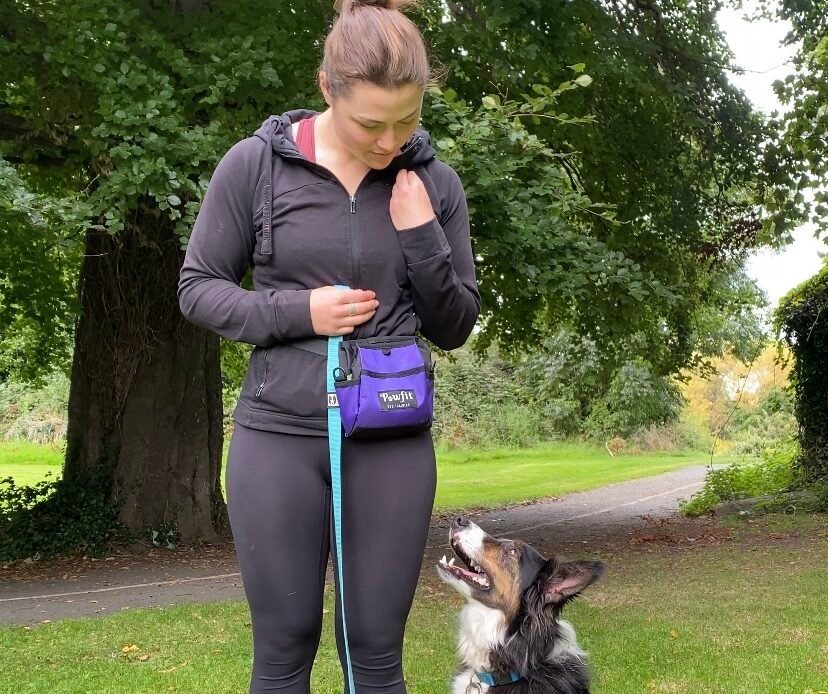 Dog Trainer with collie training to walk in heel with a loose lead